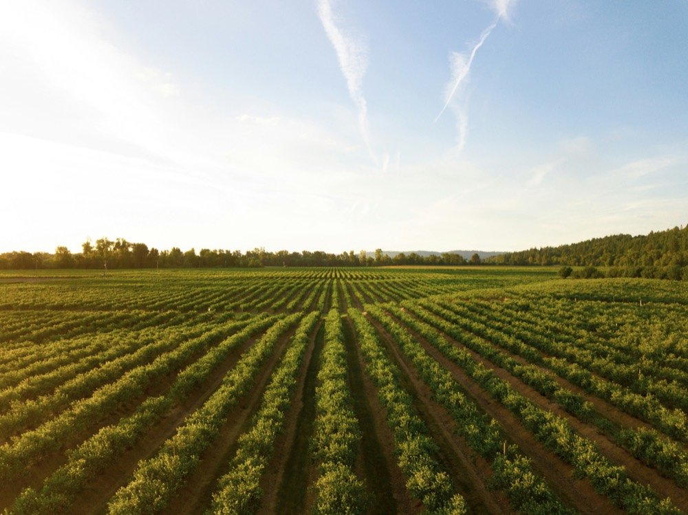 Agribusiness & Energy